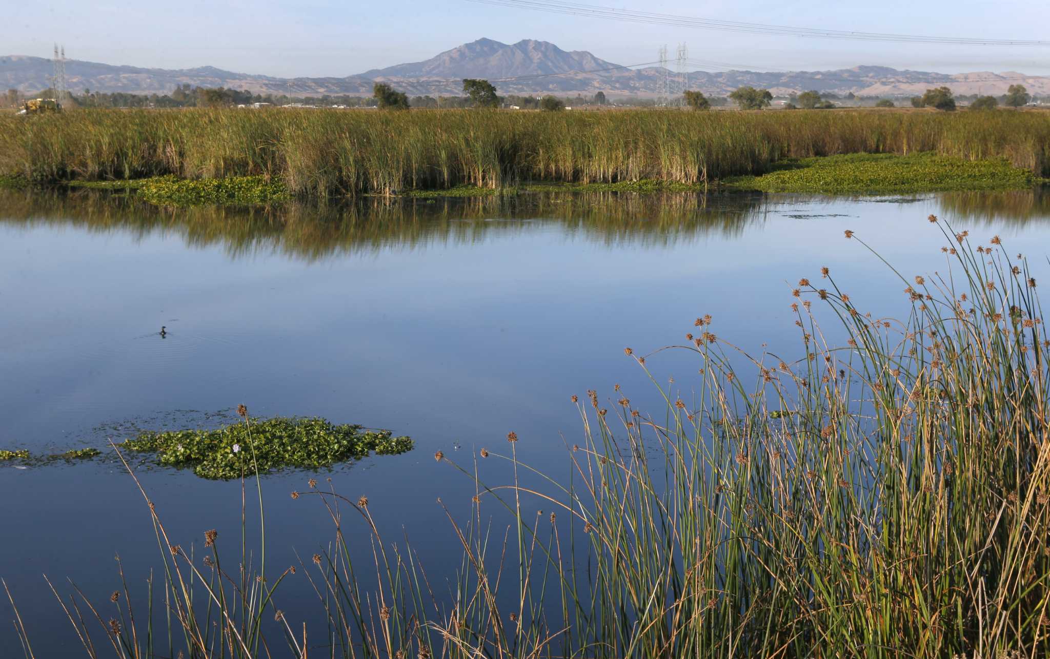 Nearly All Staff At Bay Area Environmental Group Suddenly Resign