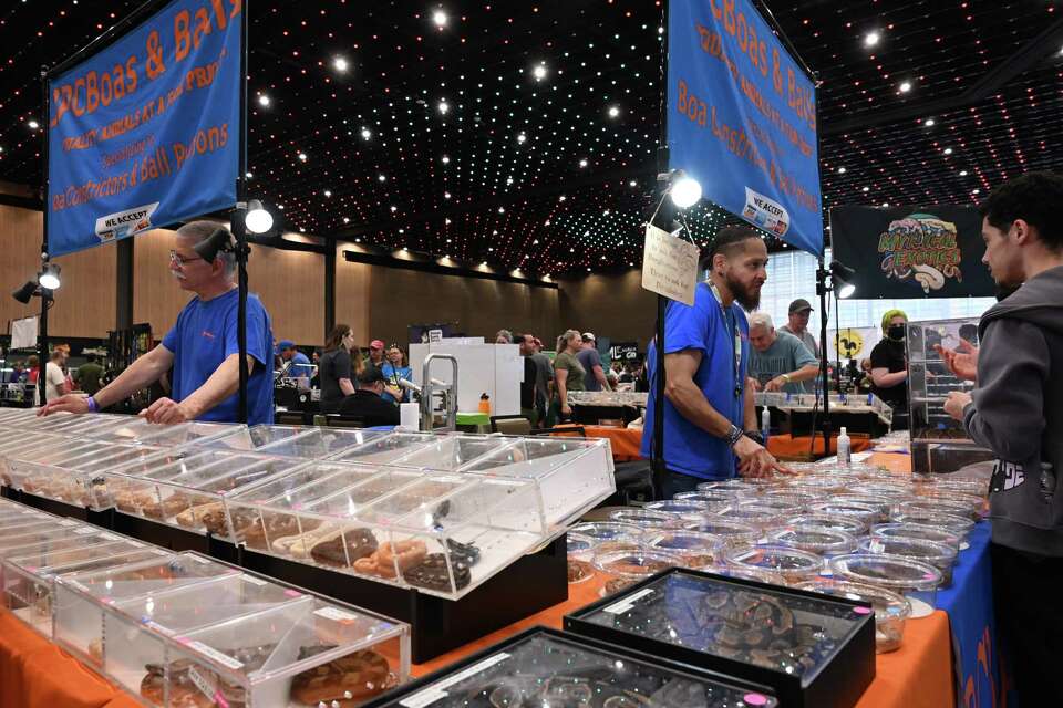 Snake Sale Display Photos: Snakes, lizards, turtles get their closeups at Reptile Expo