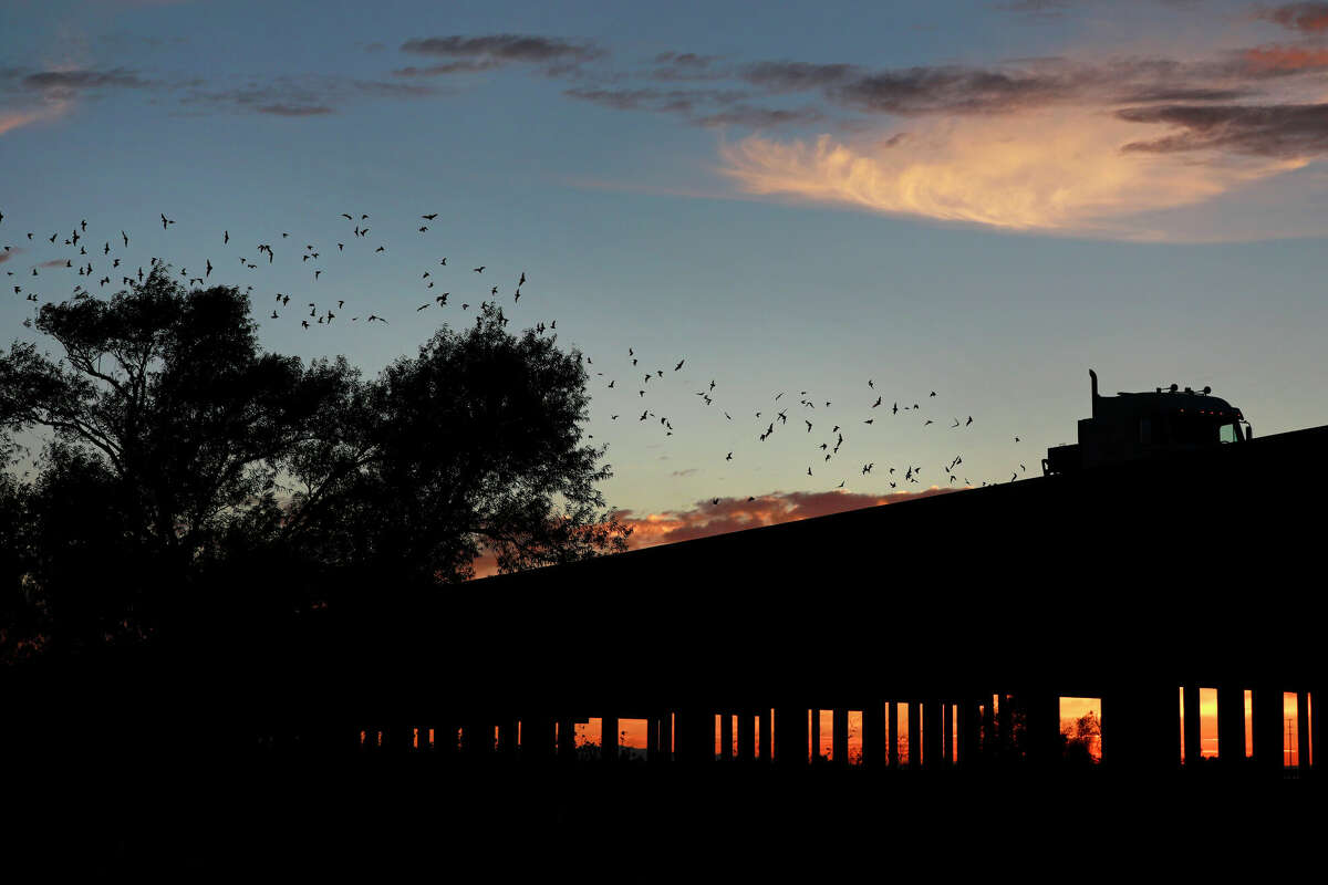 Thousands of bats take flight from the Yolo Causeway by in Davis in August 2019.