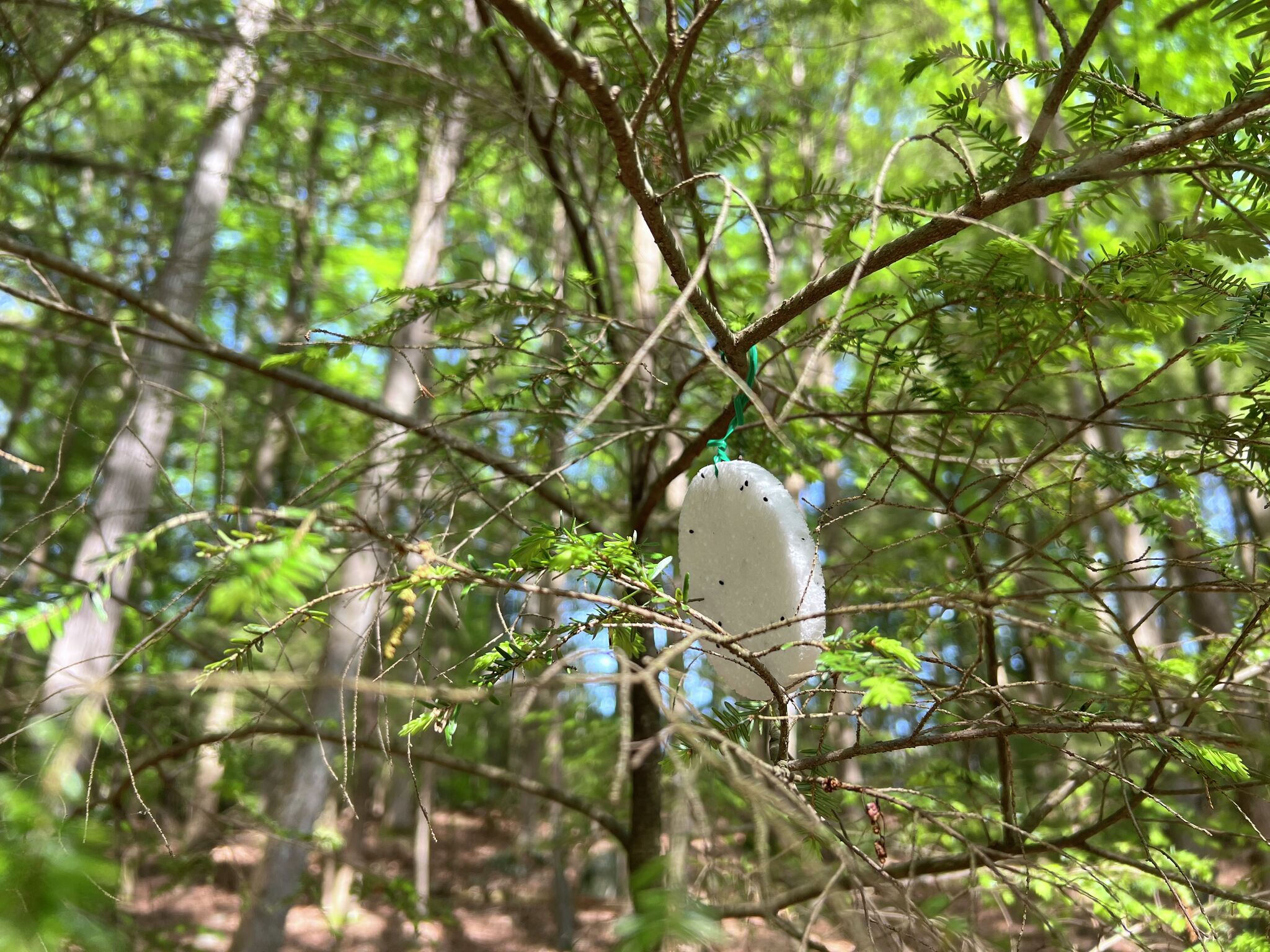 Why a CT scientist is releasing hundreds of beetles loose in the woods