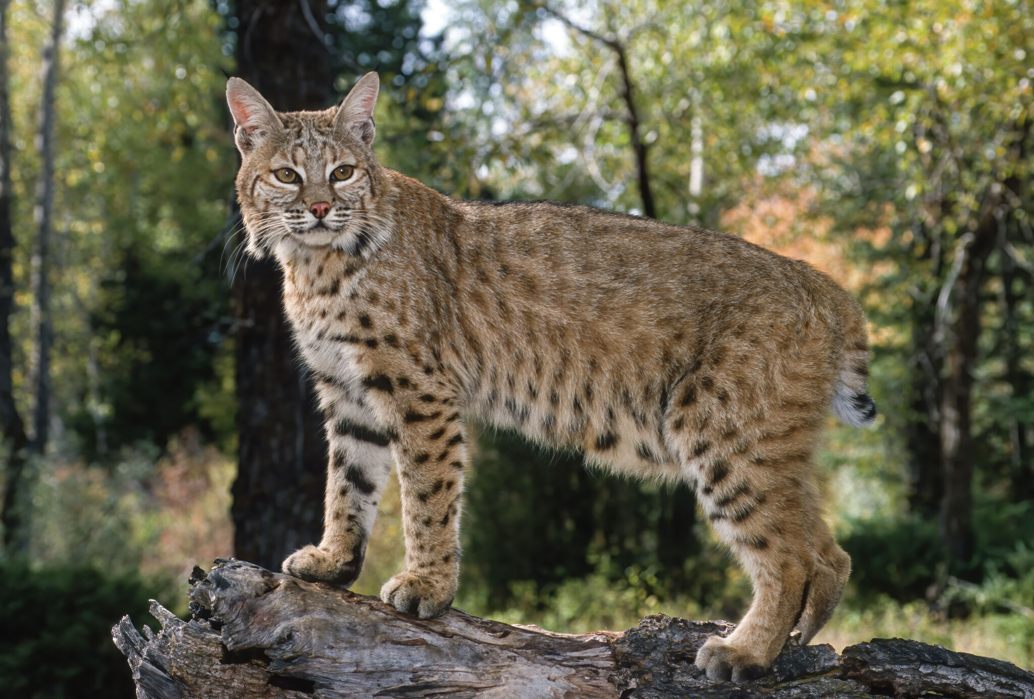 Bobcat spotted in Texas Hill Country startles Kyle community