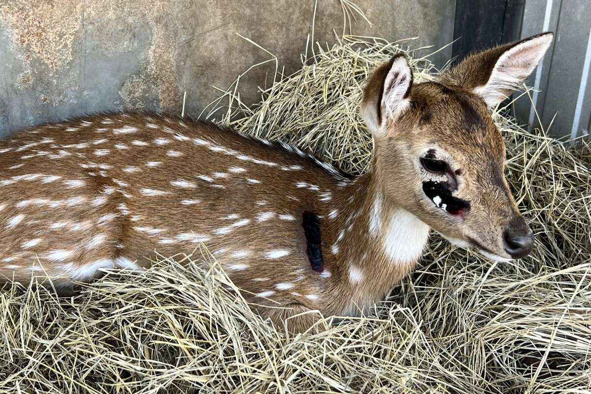 Deer at 4 Generations Ranch in Crawford, Texas suffered nasty injuries after getting spooked by balloons and running into a fence.