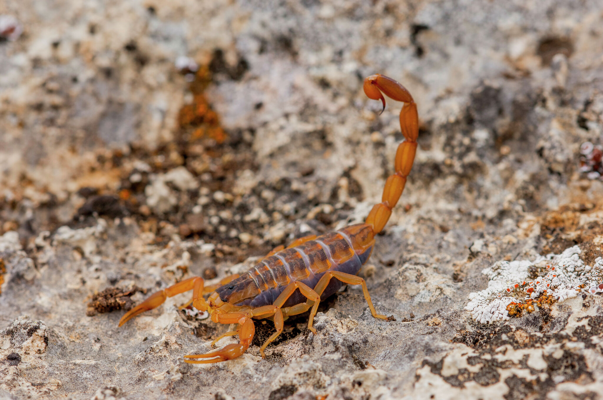 Tripledigit temps trigger early scorpion season in San Antonio