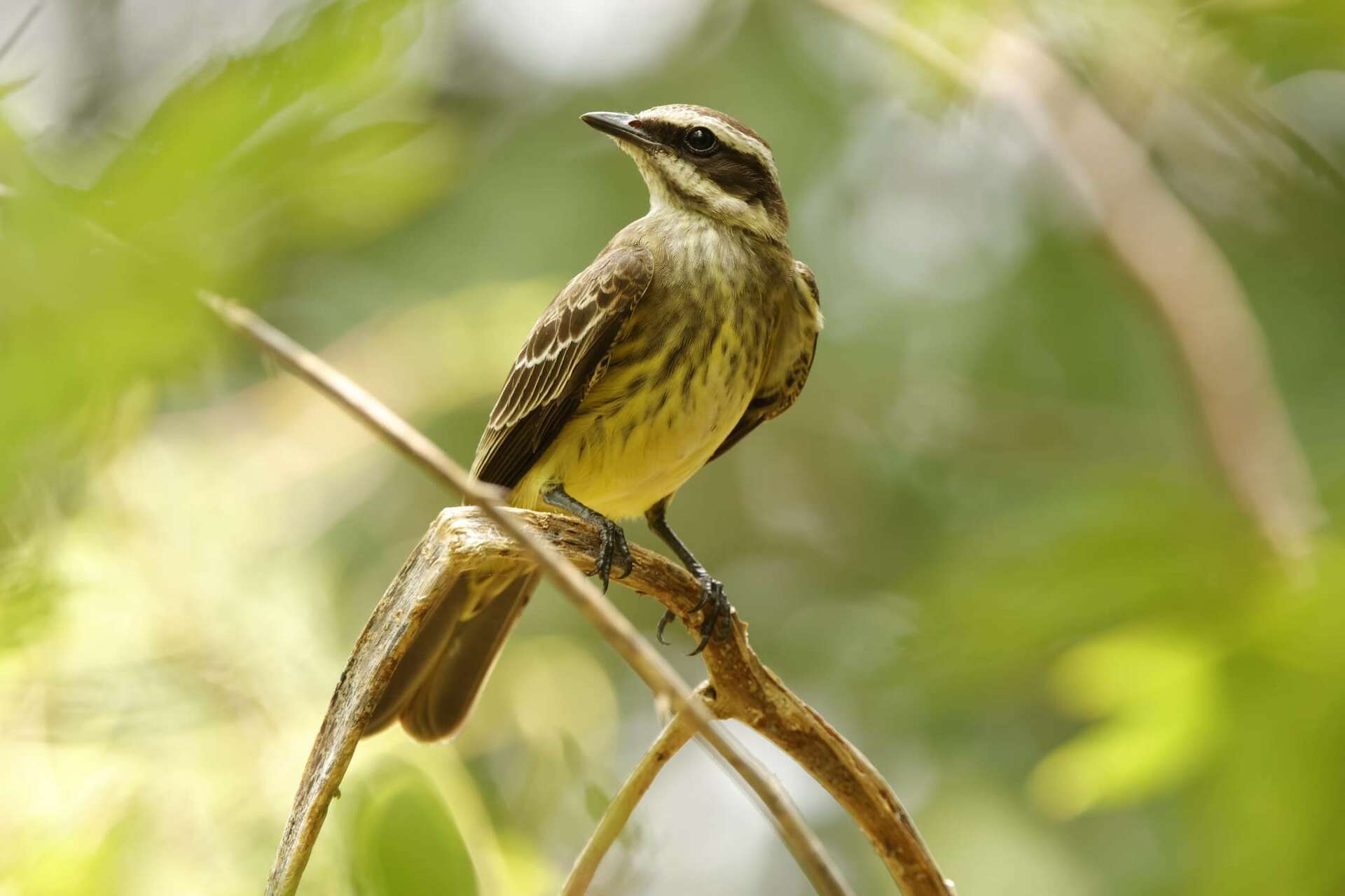 Tropical flycatcher makes a rare visit to Southeast Texas