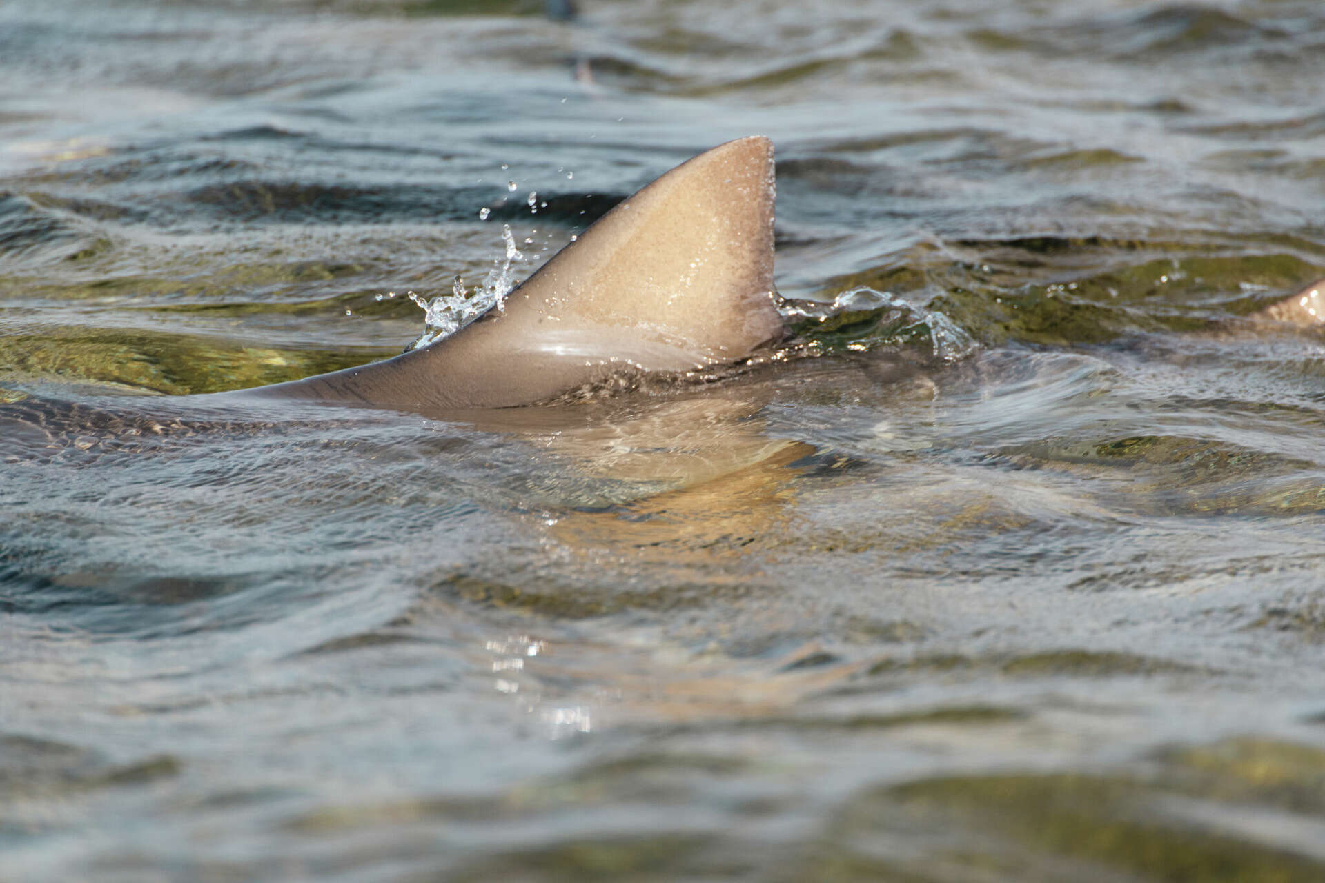 Shark bites 19-year-old vacationer on Galveston beach