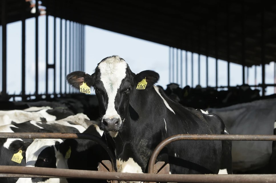 Bird flu spreads in Michigan farms, public risk remains low - Vimarsana News