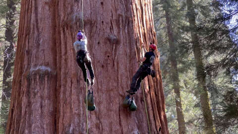 General Sherman, the world’s largest tree, is in what condition?