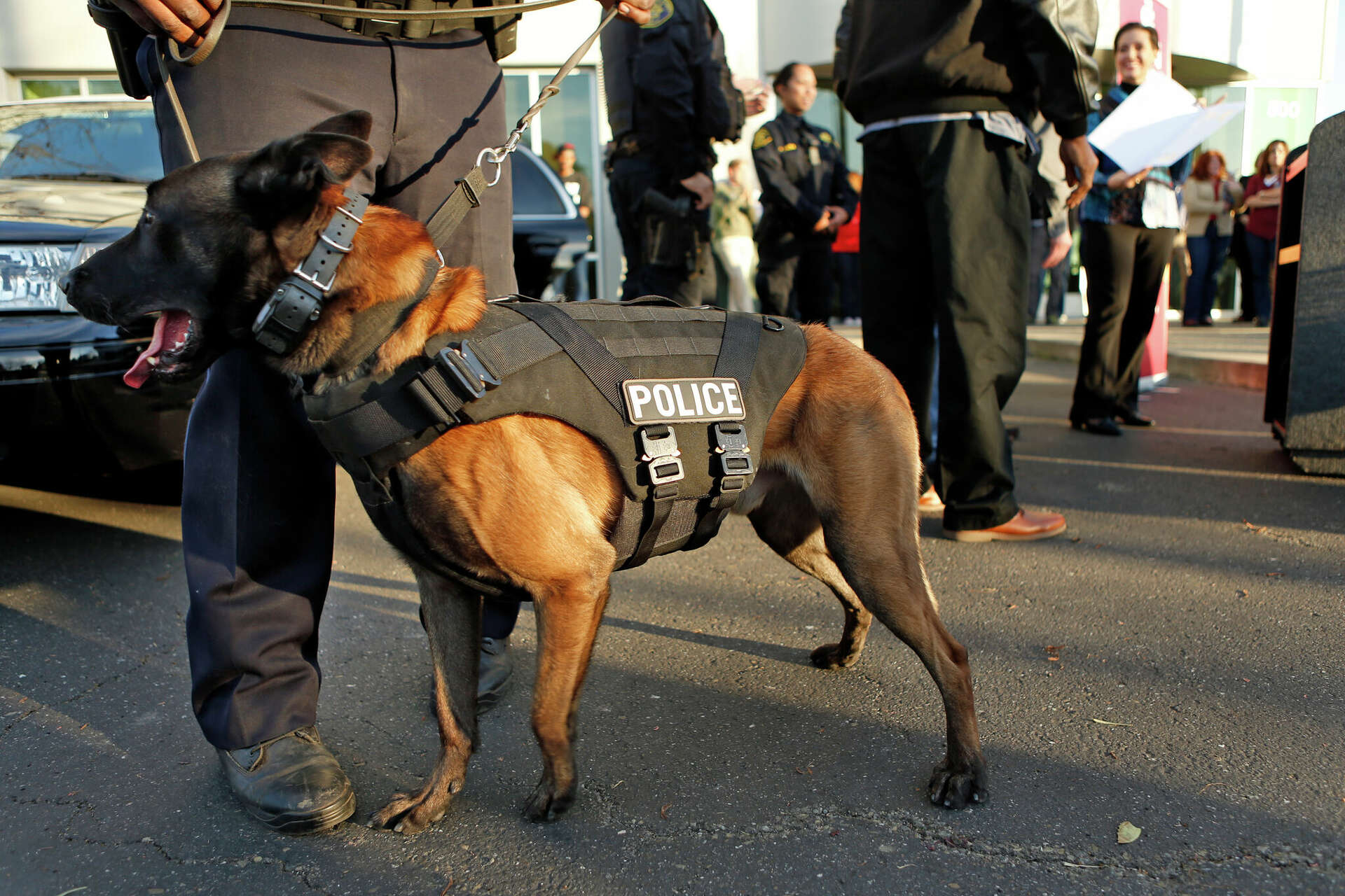 Advocates say California police dog bills are worse than no rules