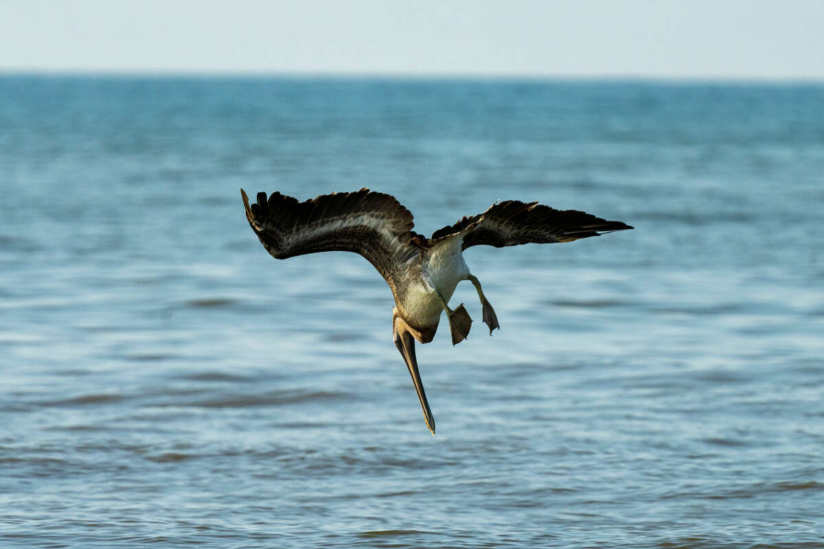 Close-up of eagle flying over sea