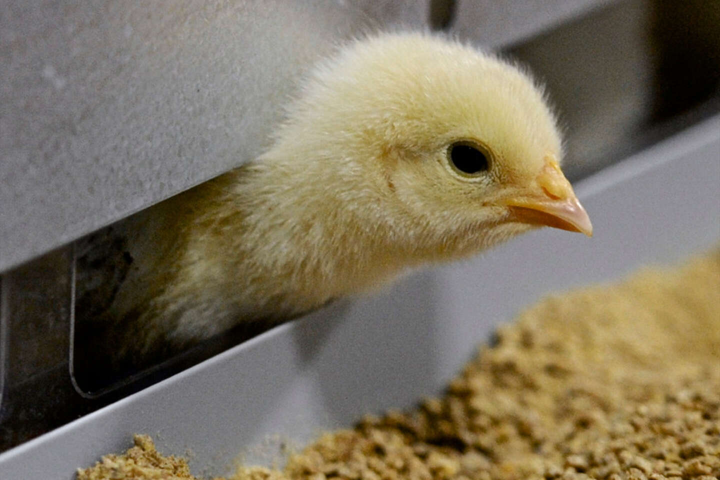 Family wants rule change in Danbury to classify chickens as pets