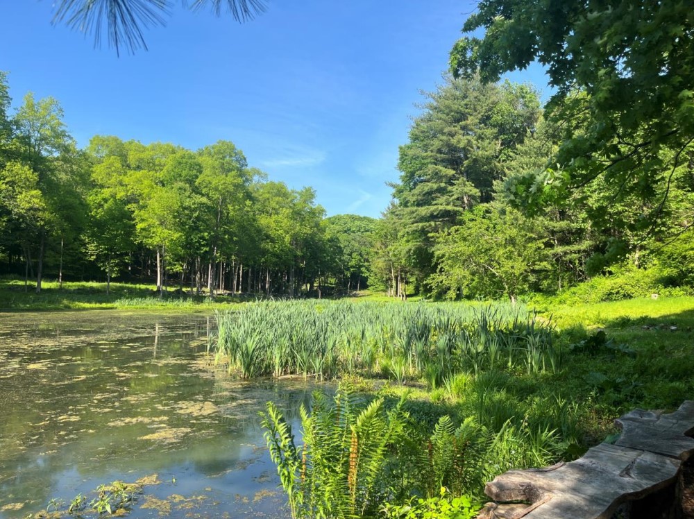 Photos highlight fight over CT trees on shared land by Lamont's home - Vimarsana News