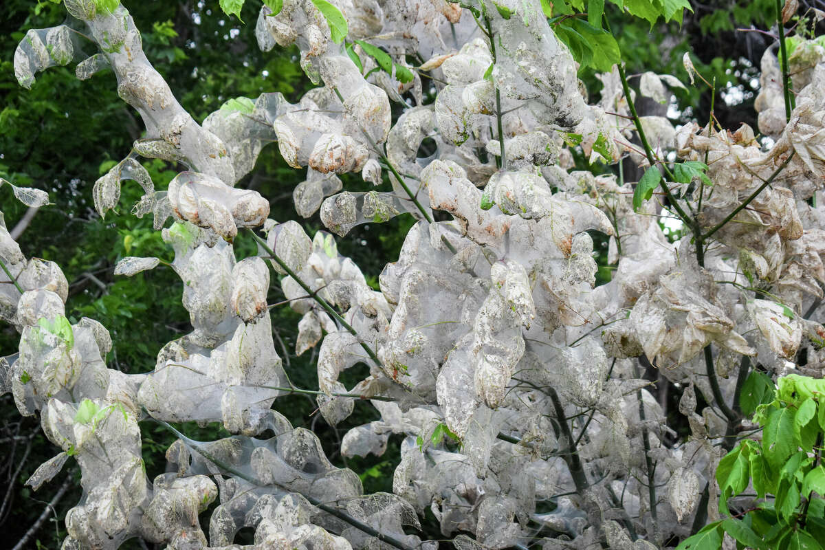 All around Houston, webs are starting to cover the ends of tree branches and shrubs. 