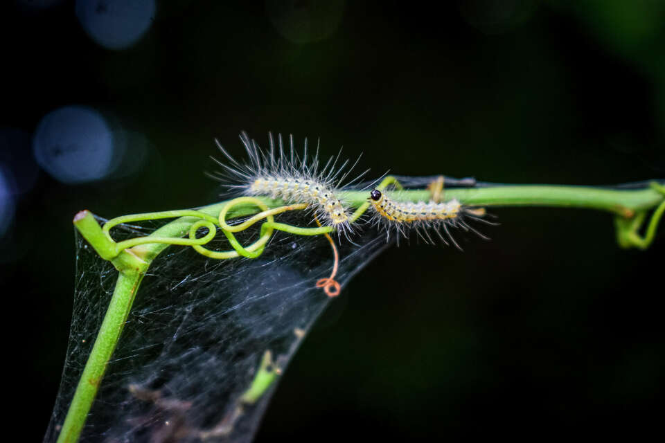 What are those strange webs in trees across Houston?