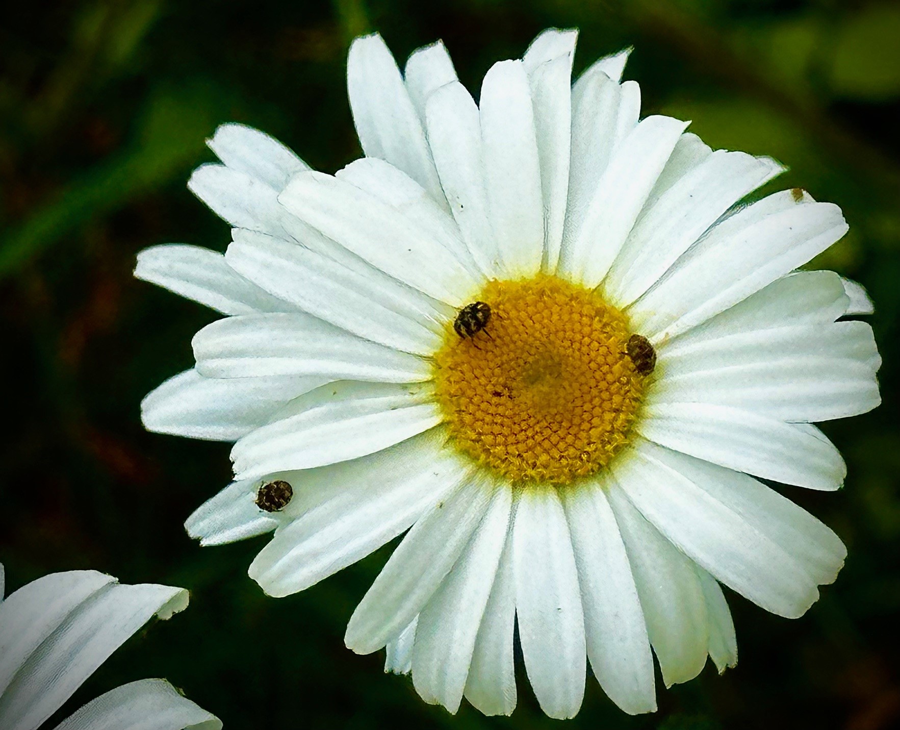 Opinion: Who cares if the grass is greener? - Vimarsana News