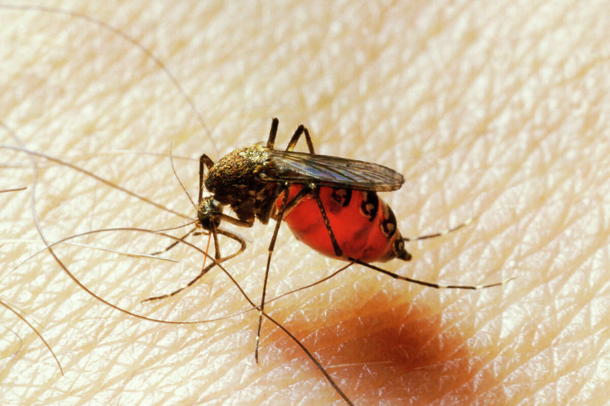 Mosquitoes are increasing in population lately, which can raise the likelihood of West Nile virus infection.