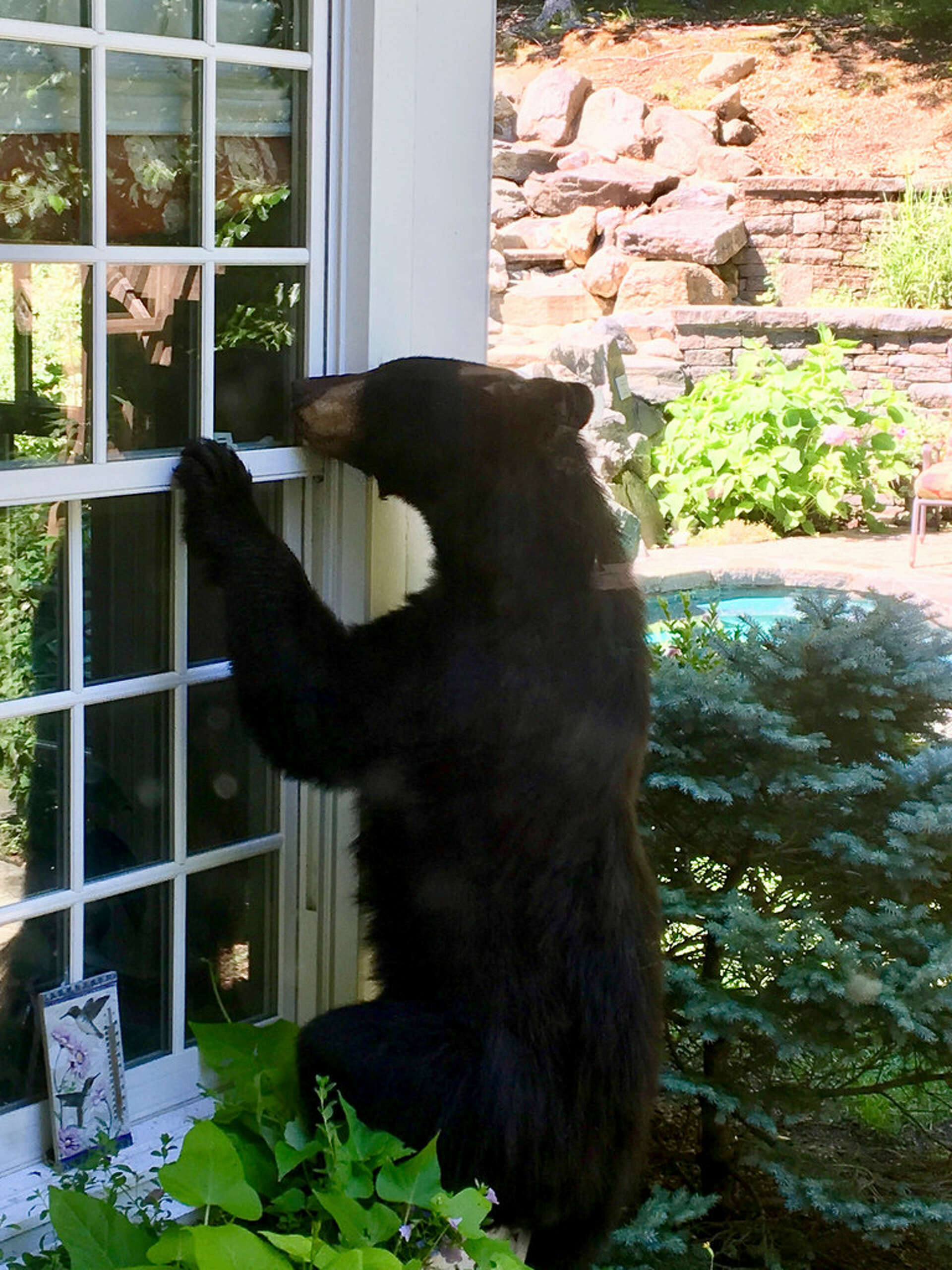 Black bear found in Canton last year tested positive for rabies