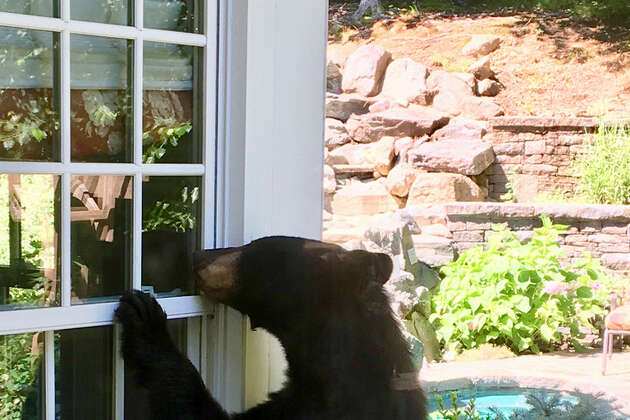 Story photo for Black bear tested positive for rabies in CT last year, state scientists say