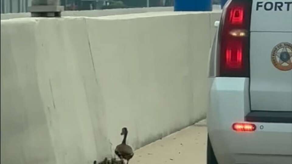 The Fort Bend County Sheriff's Office follows alongside a family of ducks to protect them from traffic on the Westpark Tollway in Katy on Monday, May 27, 2024.