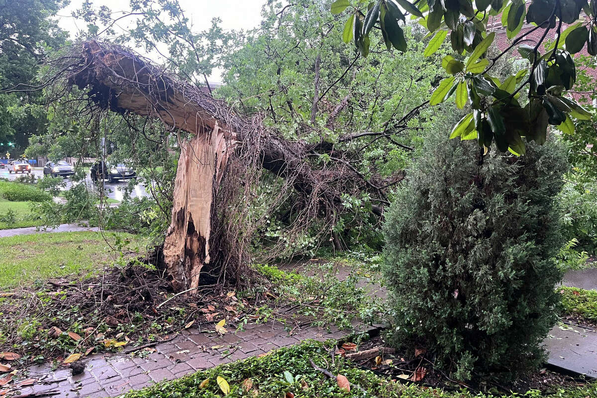 A collapsed tree after a storm lies at Daniel Avenue and Athens Avenue on Tuesday, May 28, 2024, in University Park, Texas. (María Ramos Pacheco/The Dallas Morning News via AP)