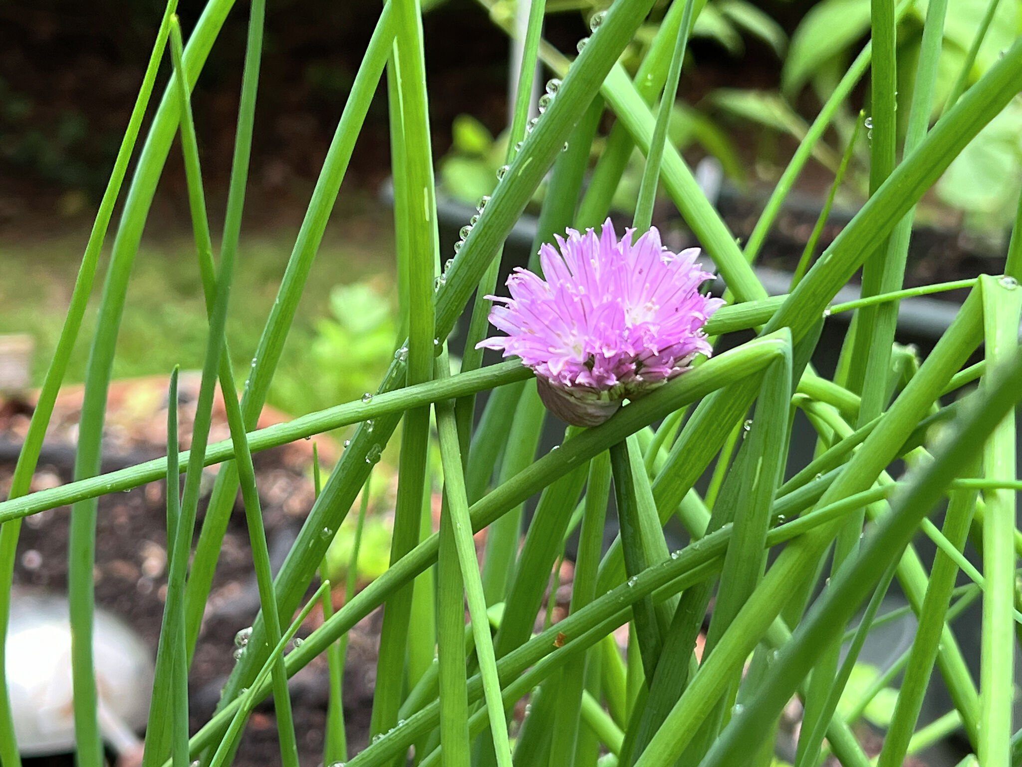 Luckily, some herbs come back year after year