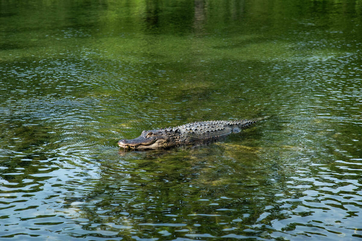 Alligators are known to roam Huntsville State Park, near Houston. However, visitors are still allowed to swim there. 