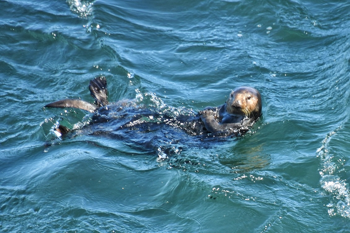 Famed surfing sea otter is spotted in Santa Cruz after long absence - Vimarsana News