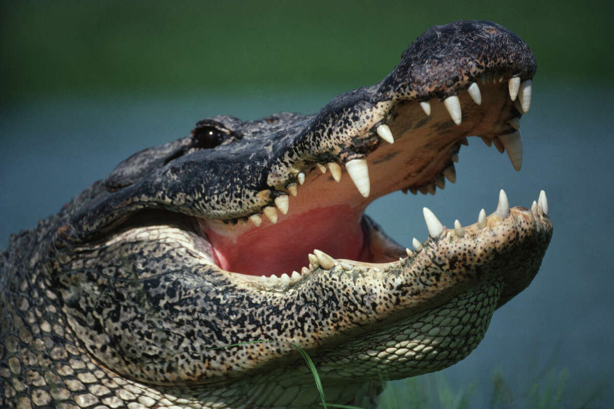 A woman's remains were reportedly found inside an alligator's jaws at Horsepen Bayou in the Clear Lake area Tuesday morning. 