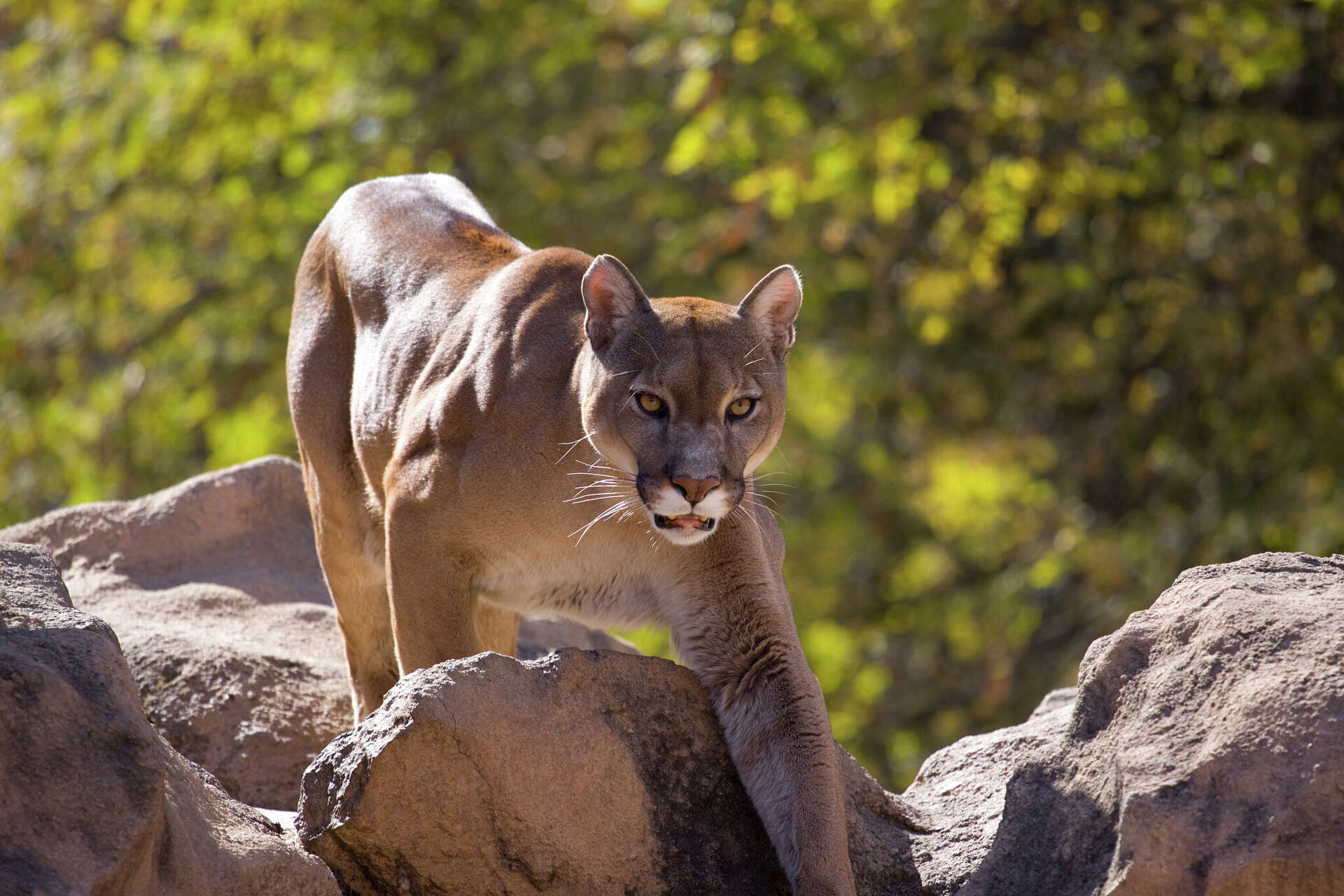 Texas curbs mountain lion hunting with new regulations