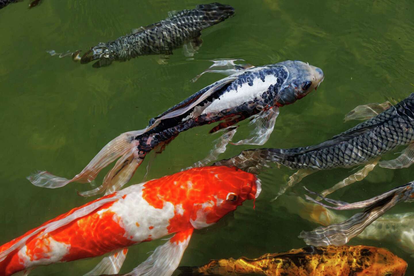 Koi fish flourish at iconic San Antonio landmarks