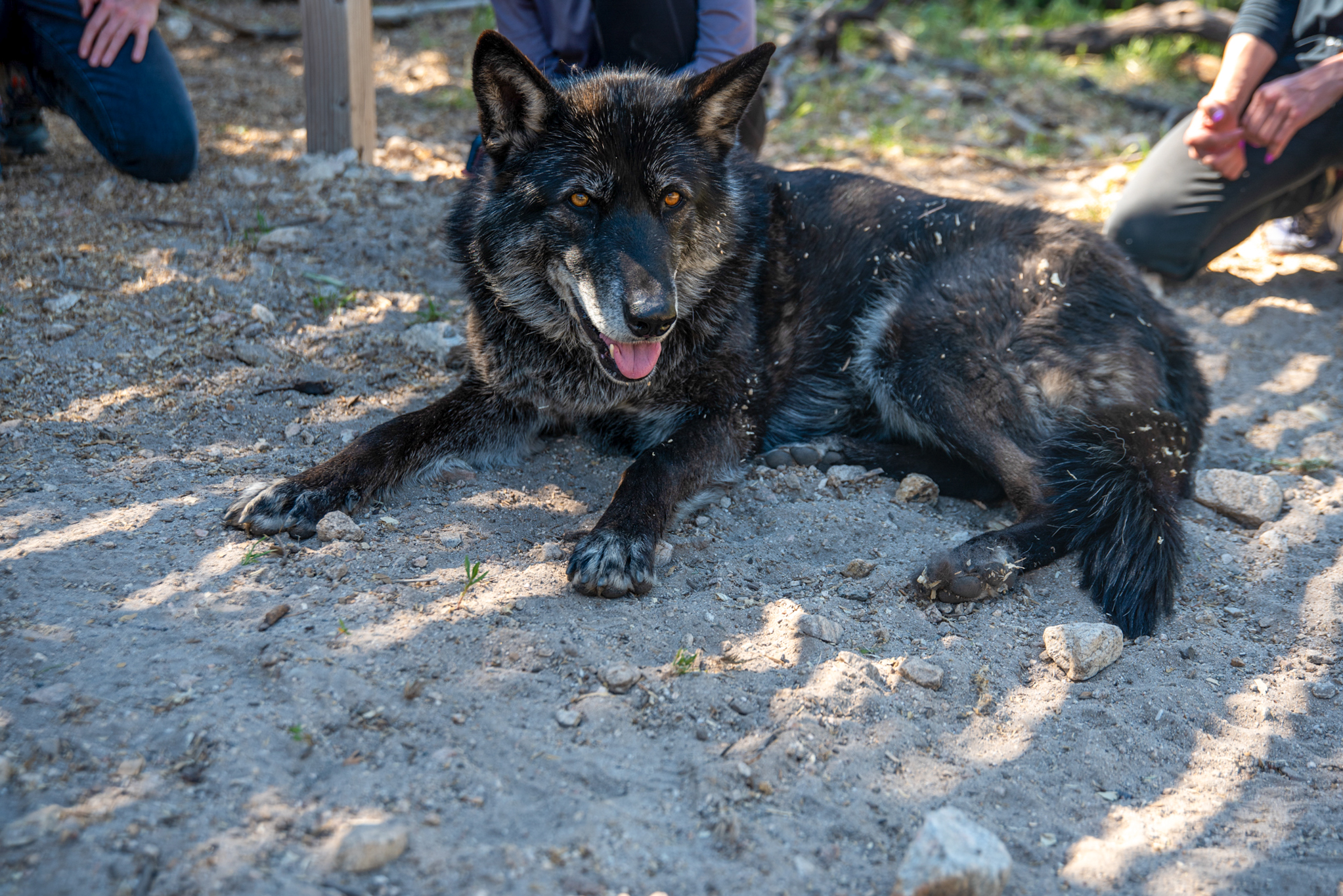 Wolf Mix Wolf Hybrid Dog Black
