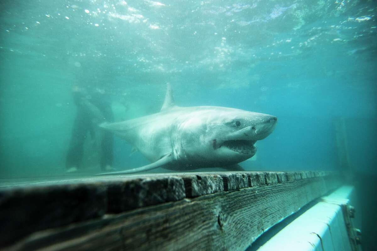 With hurricanes only getting more intense, scientists have developed a keen interest in how the undersea predators seem to anticipate the storms' paths by as much as two weeks in advance.