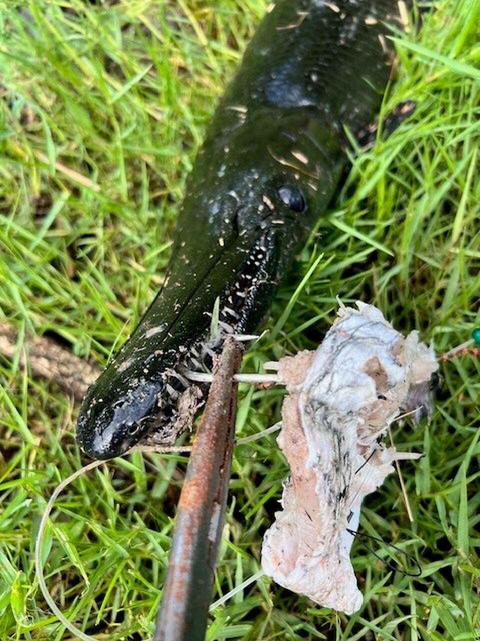 Texas angler reels in a rare black alligator gar