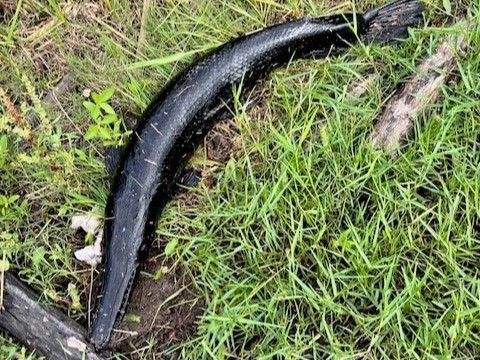 Texas angler reels in a rare black alligator gar