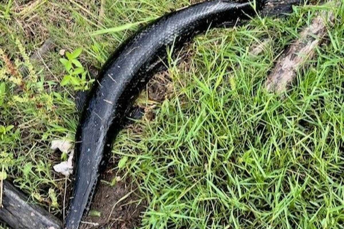 Jerry Threet caught a rare black alligator gar while fishing the Austin Bayou in Southeast Texas on May 18. 