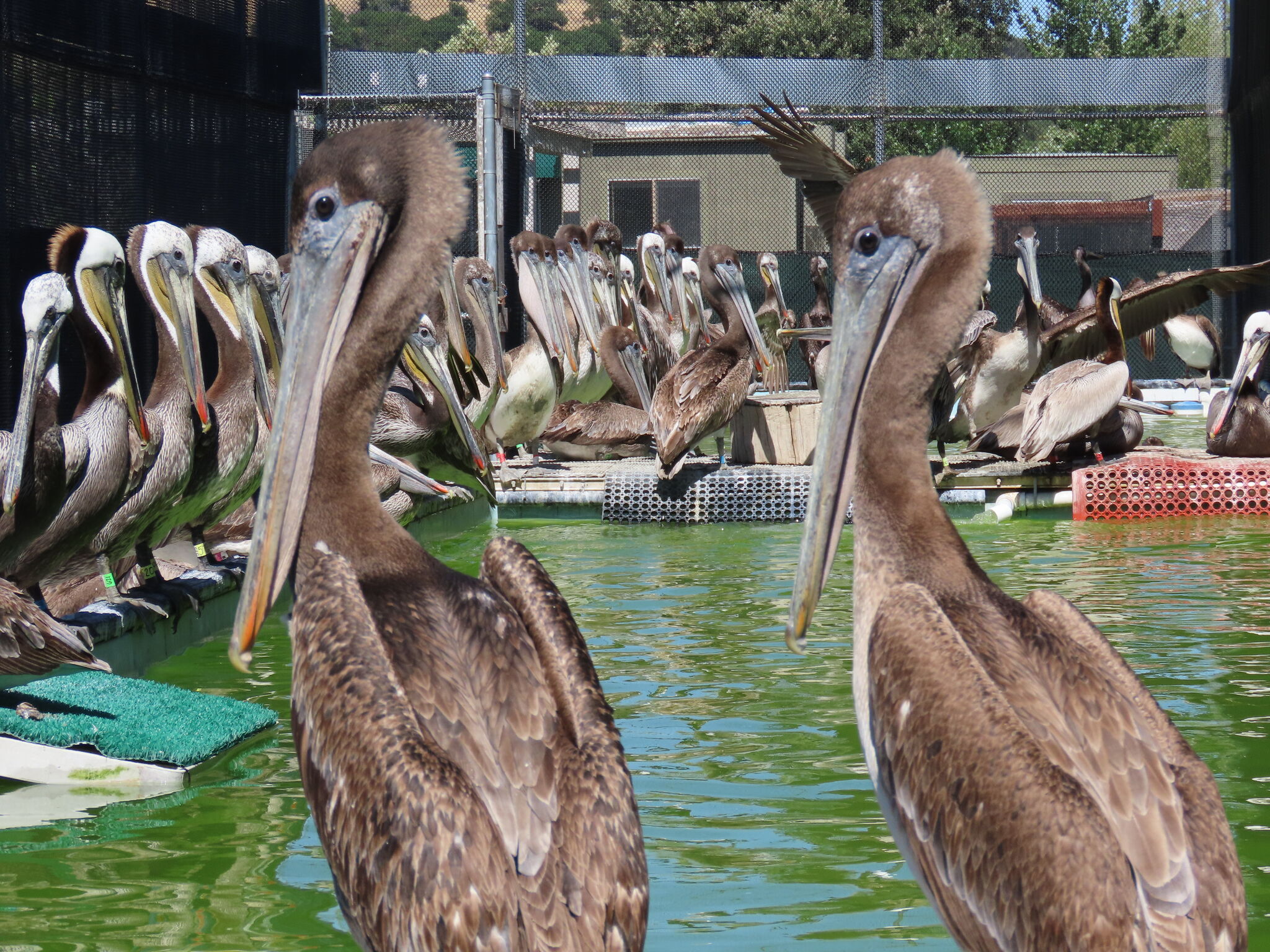 Mass starvation: Rehabilitated pelicans to be released in Sausalito - Vimarsana News