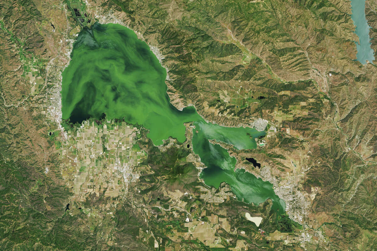 The number of harmful blooms in Clear lake, located around 100 miles north of San Francisco, in Lake County, has increased in recent years. 