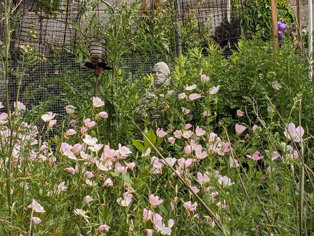 Pink Evening Primrose's colors, ease make it a favorite - Vimarsana News