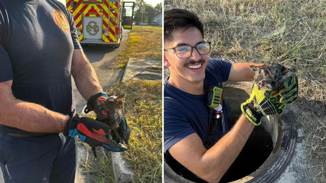Seguin firefighters rescue kitten stuck in storm drain