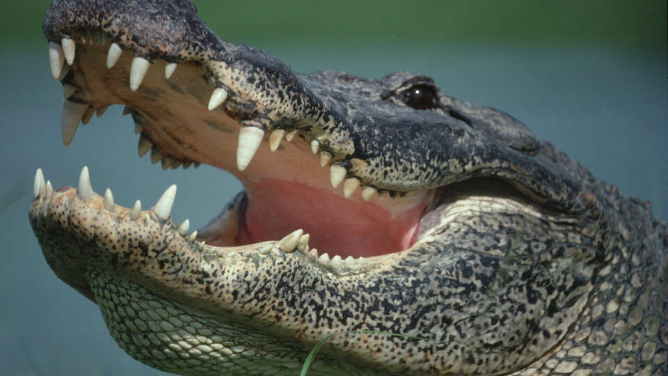 Houston police said they found the remains of a missing woman in the jaws of an alligator this week.