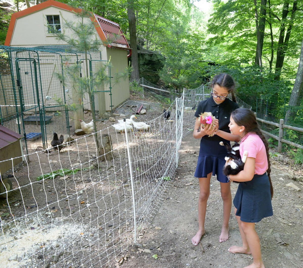 Pet chickens at heart of Danbury family’s life violate city rule