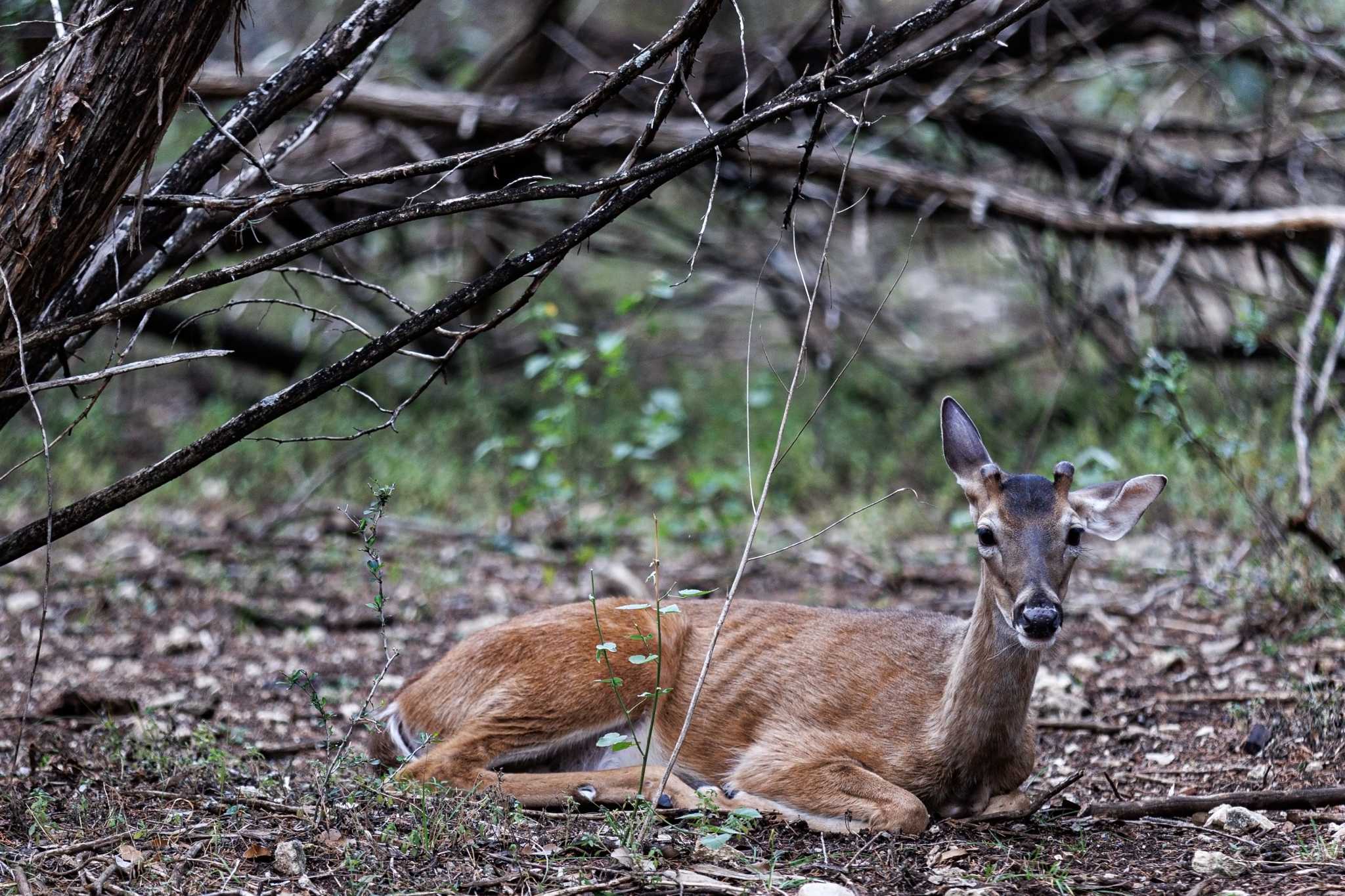 State kills more than 200 'zombie deer' on Texas ranch - Vimarsana News