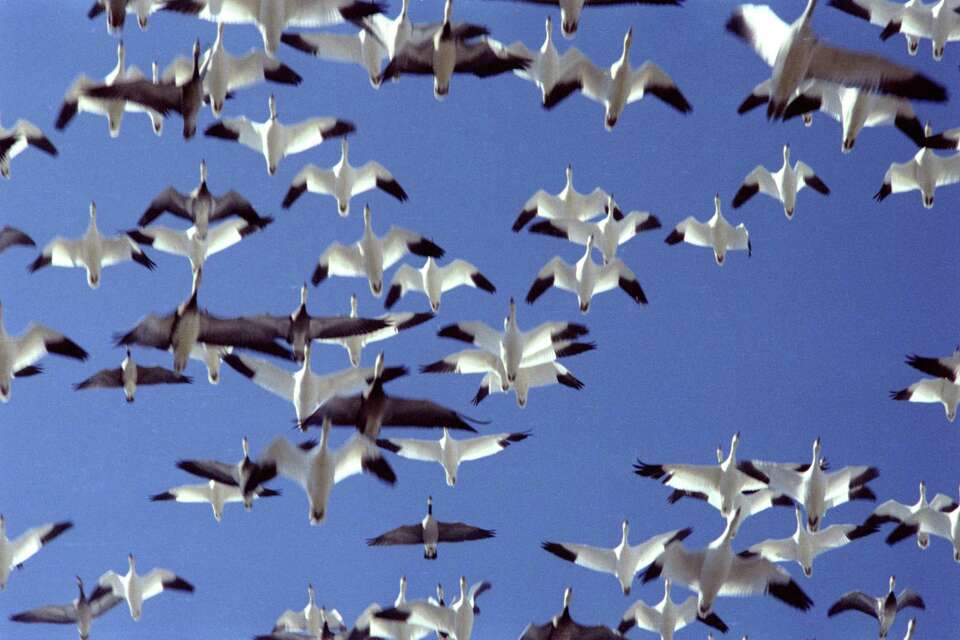 Why are there snow geese statues all over Katy? It's city history.