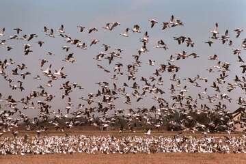 Why are there snow geese statues all over Katy? It's city history.