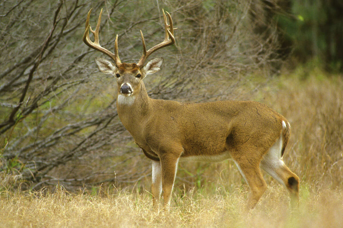 A white-tailed deer stands in a field.