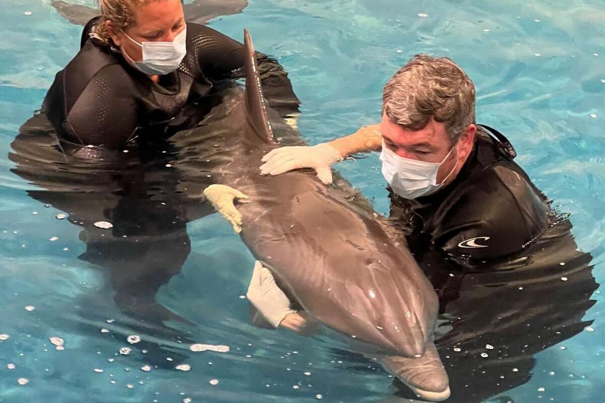 A 3-year-old dolphin was rescued and subsequently euthanized after stranding on the Texas Gulf Coast over the Memorial Day Weekend. 