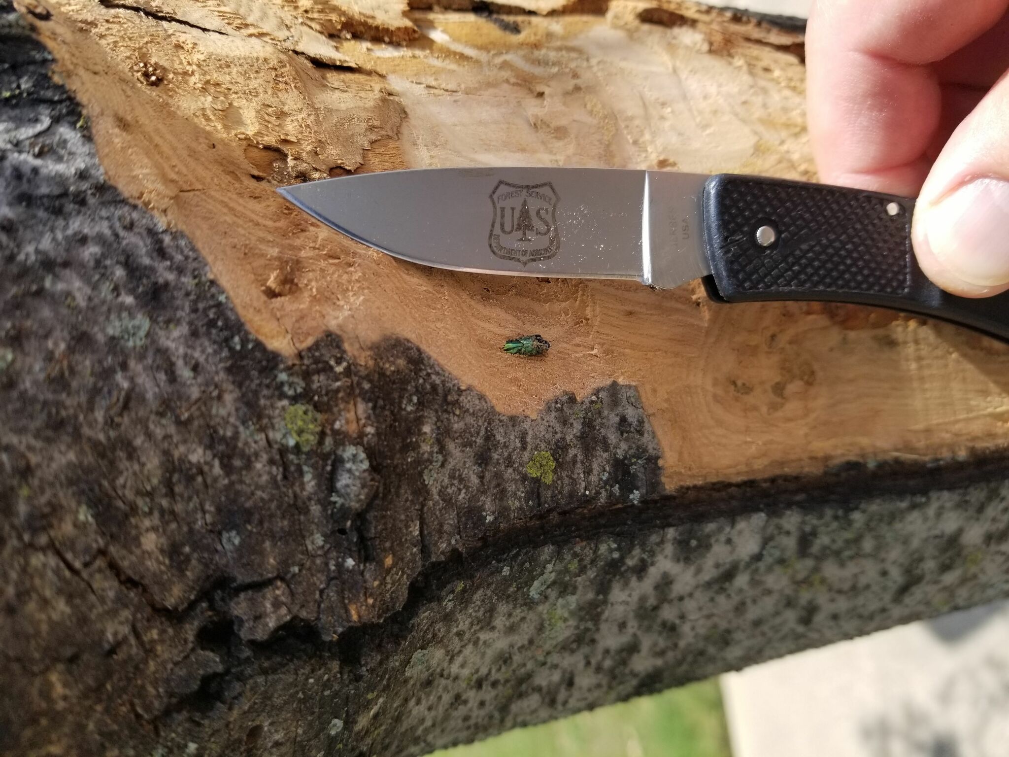 Emerald ash borer confirmed in multiple counties, officials say - Vimarsana News