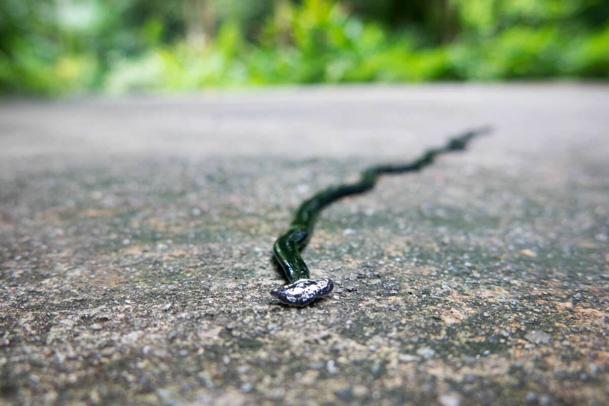 Hammerhead flatworms, which are known predators for earthworms, are often forced out to the surface by heavy rain. 