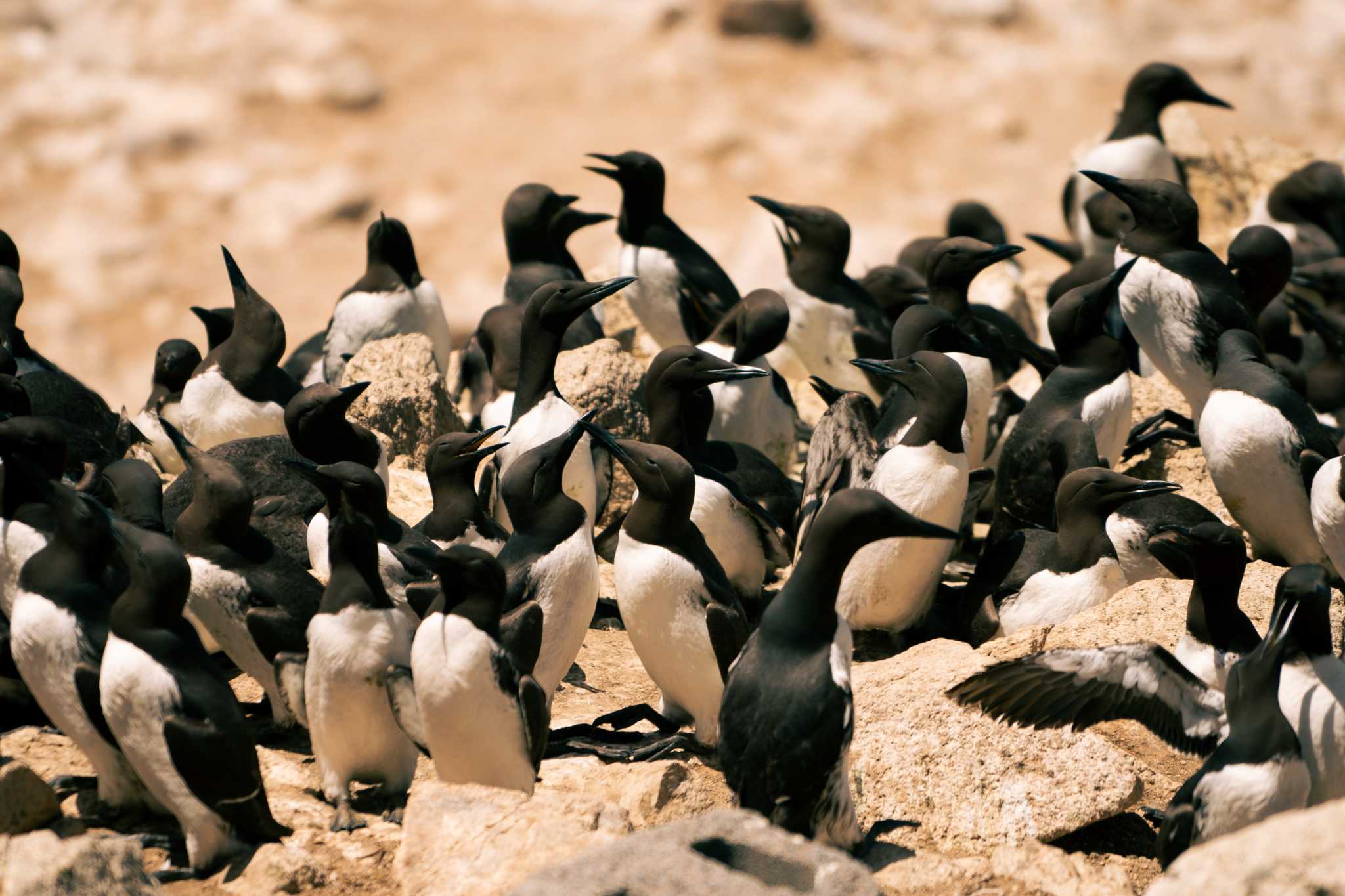 Farallon Islands off S.F. coast have amazing wildlife - Vimarsana News