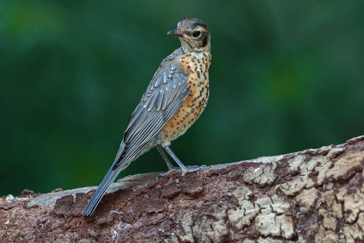 A juvenile American robin has an orange breast with black spots. Photo Credit: Kathy Adams Clark. Restricted use.