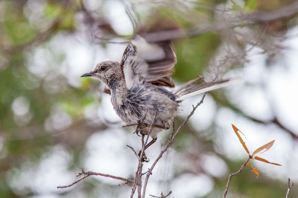 A wet northern mockingbird flutters its wings to remove water. Birds use a variety of tactics to stay dry and find food during storms. Photo Credit: Kathy Adams Clark. Restricted use.